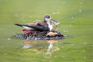 Cavaliere con pulcino