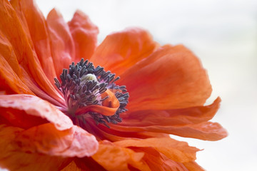 Pistils inside poppy's blossom