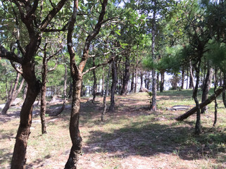 Pine forest on the mountain