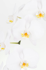 White Moth orchids close up
