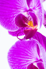 Fototapeta na wymiar White and purple Phalaenopsis orchids 