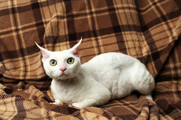 Beautiful white cat on plaid