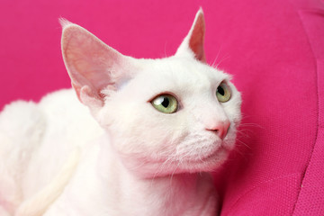 Beautiful white cat on soft pink armchair in room