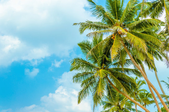Sandy beach with coconut palm against  blue sky 