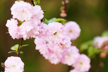 Beautiful fruit blossom in spring outdoors