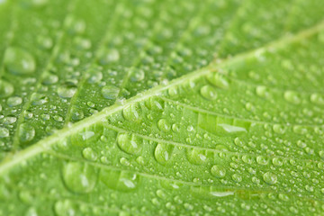 Beautiful green leaf with water drops close up