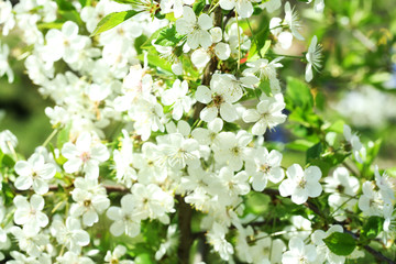 Cherry blossoms, close up