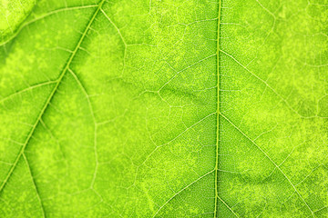 Close up of fresh green leaf with veins