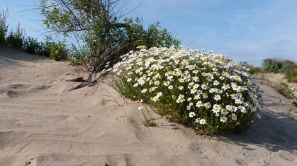fleur de sable