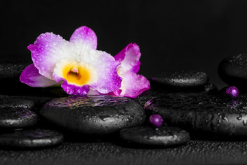 spa concept of purple orchid dendrobium with dew, pearl beads on