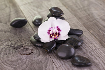 White Moth orchid and black stones on weathered wooden background 