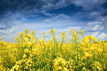 Obraz premium Summer field landscape, yellow rapeseed flower