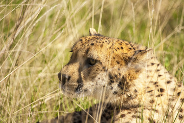Cheetah in het gras.
