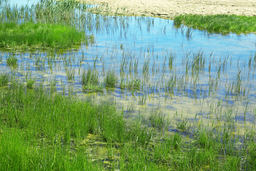 Pond with grass as background