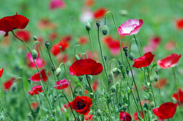 Obraz premium ポピー