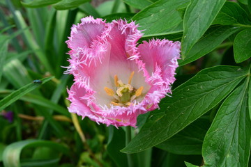 Tulpe im Goethe-Park