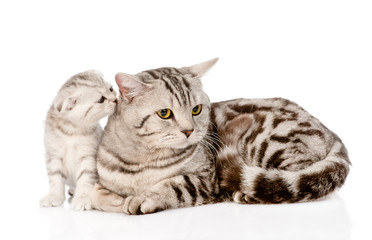 Obraz premium mother cat with kitten. isolated on white background