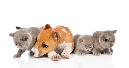 stafford puppy and kittens lying together. isolated on white