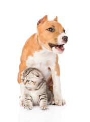 Obraz premium barking stafford puppy dog and small cat sitting together. isolated