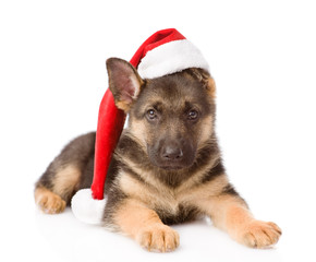 German Shepherd puppy with red hat. isolated on white background