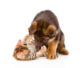 german shepherd puppy dog playing with little bengal cat. isolat