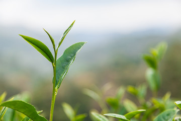 Close up tea leaves