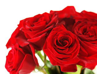 Beautiful red roses, isolated on white
