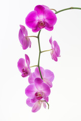 Obraz na płótnie Canvas Purple Moth orchids close up