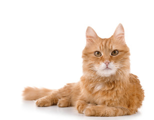 Portrait of red cat isolated on white