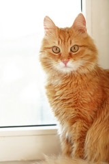 Red cat on windowsill background