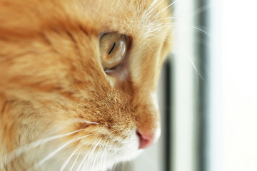 Red cat looking through window, closeup
