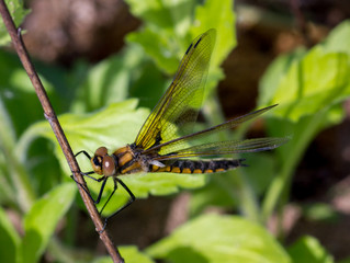 Dragon-fly is sitting on a branch
