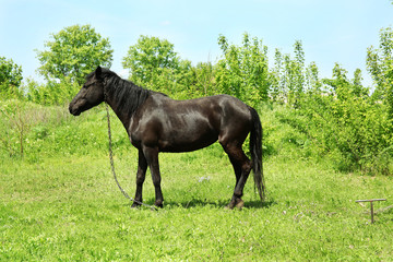 Beautiful dark horse grazing over green grass background