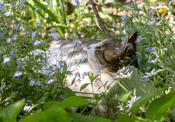 Happy cat lying among spring flowers
