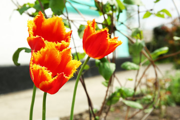 Obraz premium Piękne kolorowe tulipany na tle kwietnika