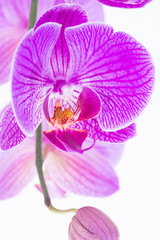 Fototapeta na wymiar White and purple Phalaenopsis orchid extreme close-up