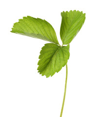 Strawberry leaf, isolated on white