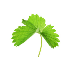 Strawberry leaf, isolated on white