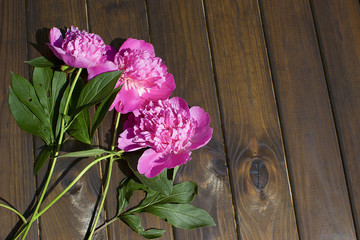 Floral frame with pink peonies on wooden background