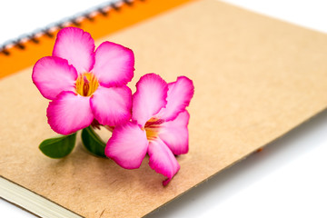 Pink flower on brown book.