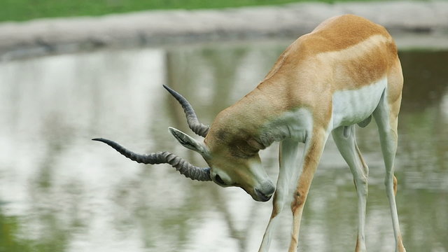 Gazelle Bilder – Durchsuchen 56,495 Archivfotos, Vektorgrafiken und ...