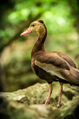 Black-bellied whistling tree duck