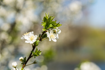 Cherry Tree Flowers Spring Blossom Background