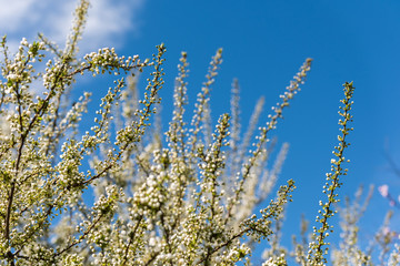 Cherry Tree Flowers Spring Blossom Background