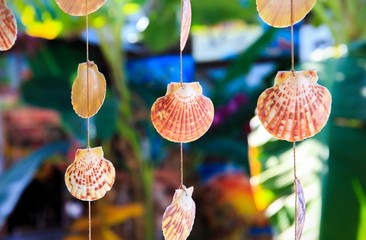 Sea shells souvenirs