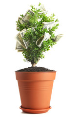 Decorative tree in pot with money isolated on white