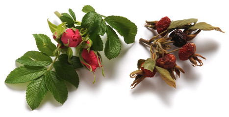 Roos Rosa Rose Rós Prave ruže バラ Rosen Róża Gül Шиповник ܘܪܕܐ  © Comugnero Silvana