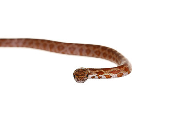 Corn Snake on a white background