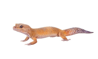 yellow and orange spotted leopard gecko on white
