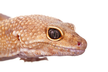 yellow and orange spotted leopard gecko on white